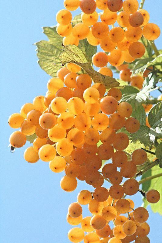 Berry Medley: Wild and Wholesome Delights